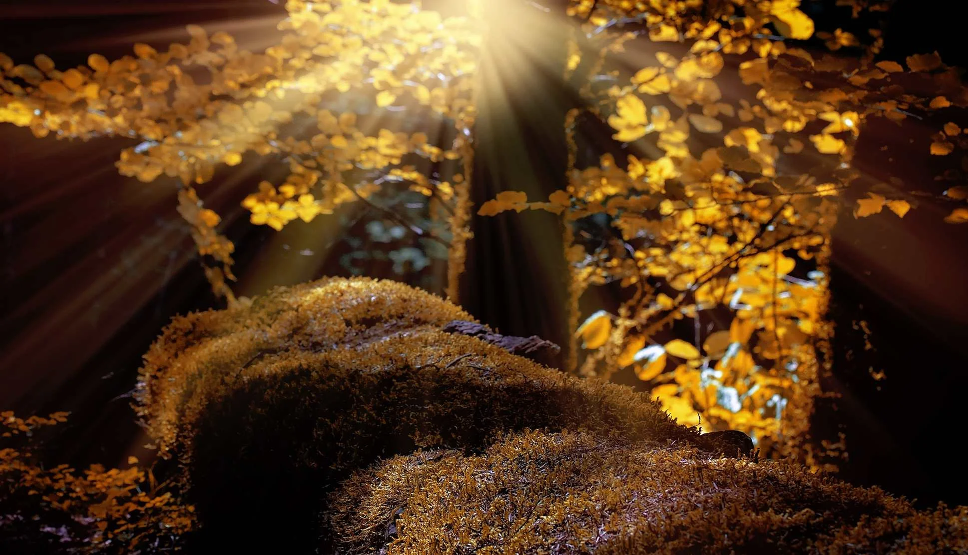 2015 Fall Season Highlights