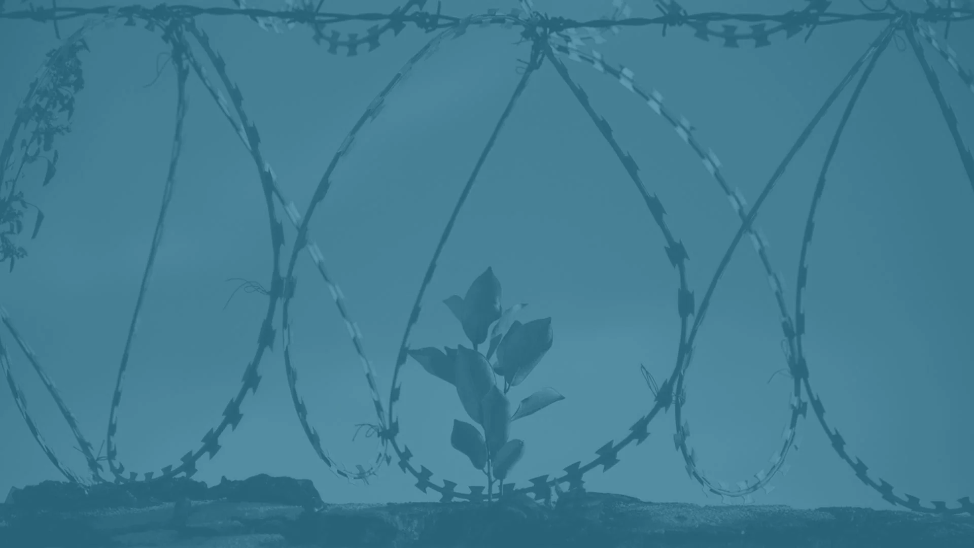 Setting the Captives Free