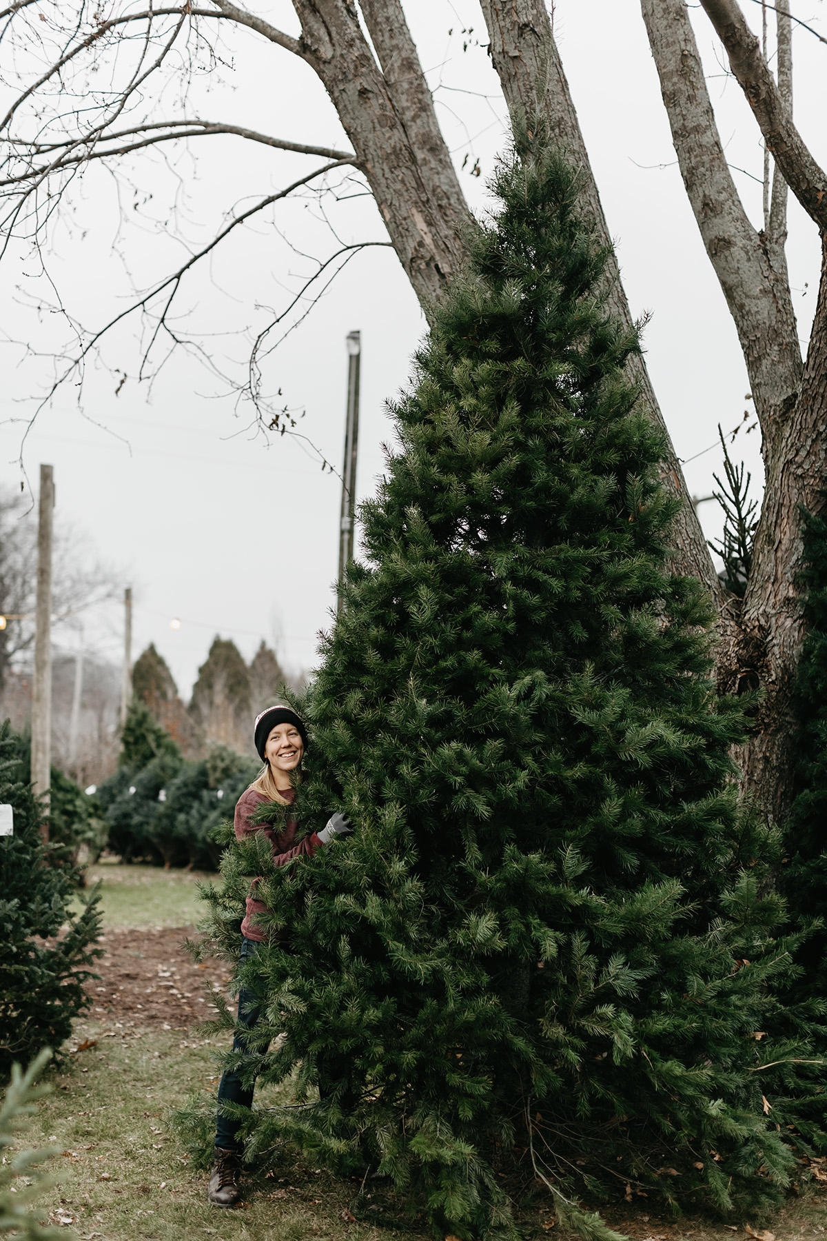LANDSCAPE-RENOVATIONS-CHRISTMAS-TREES_04.jpg