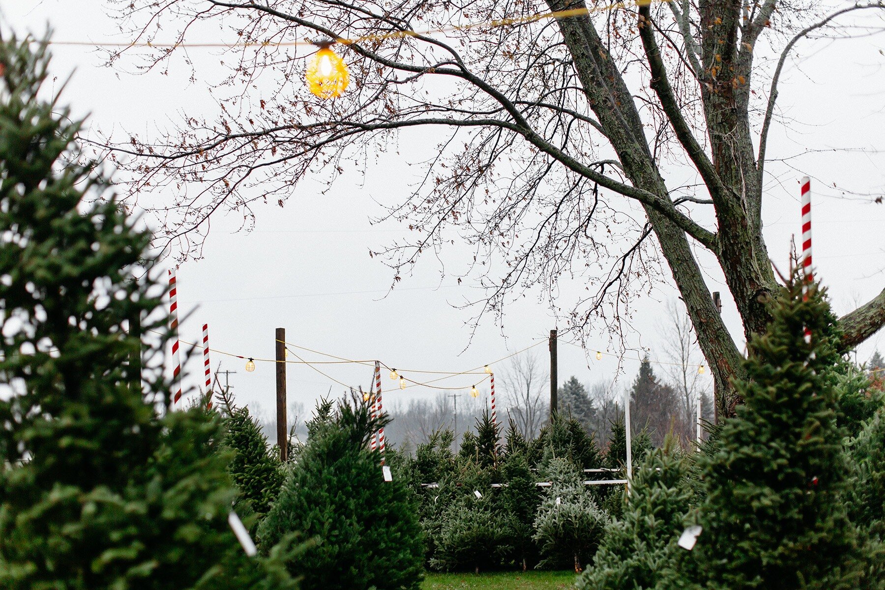 West-Michigan_Christmas-Tree-Lot_03.jpg