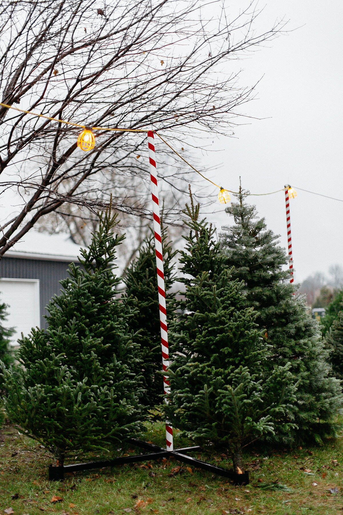 West-Michigan_Christmas-Tree-Lot_04.jpg