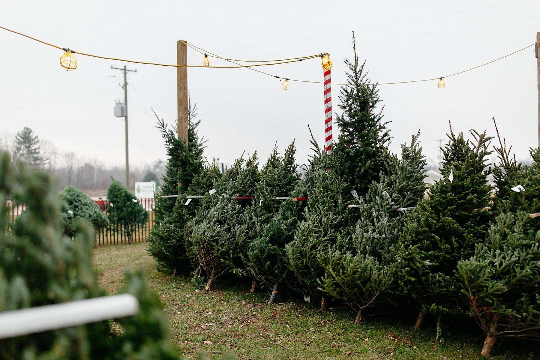 West-Michigan_Christmas-Tree-Lot_14.jpg