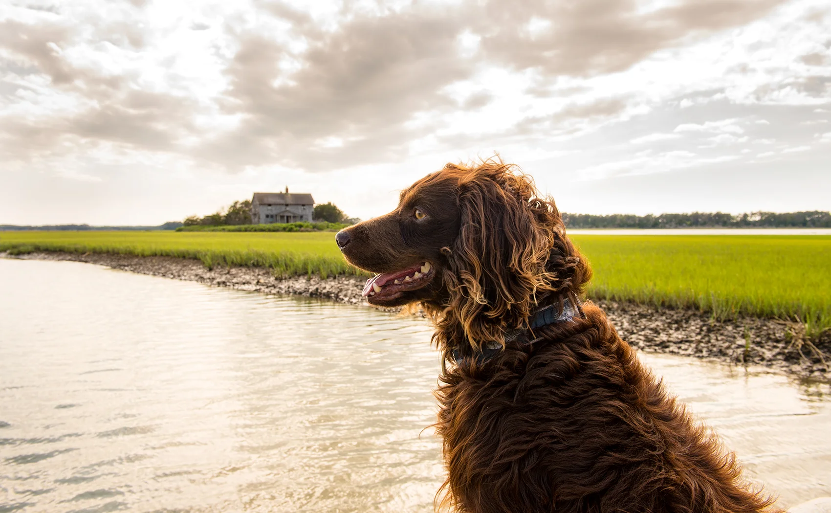Jimmys-dog.jpg
