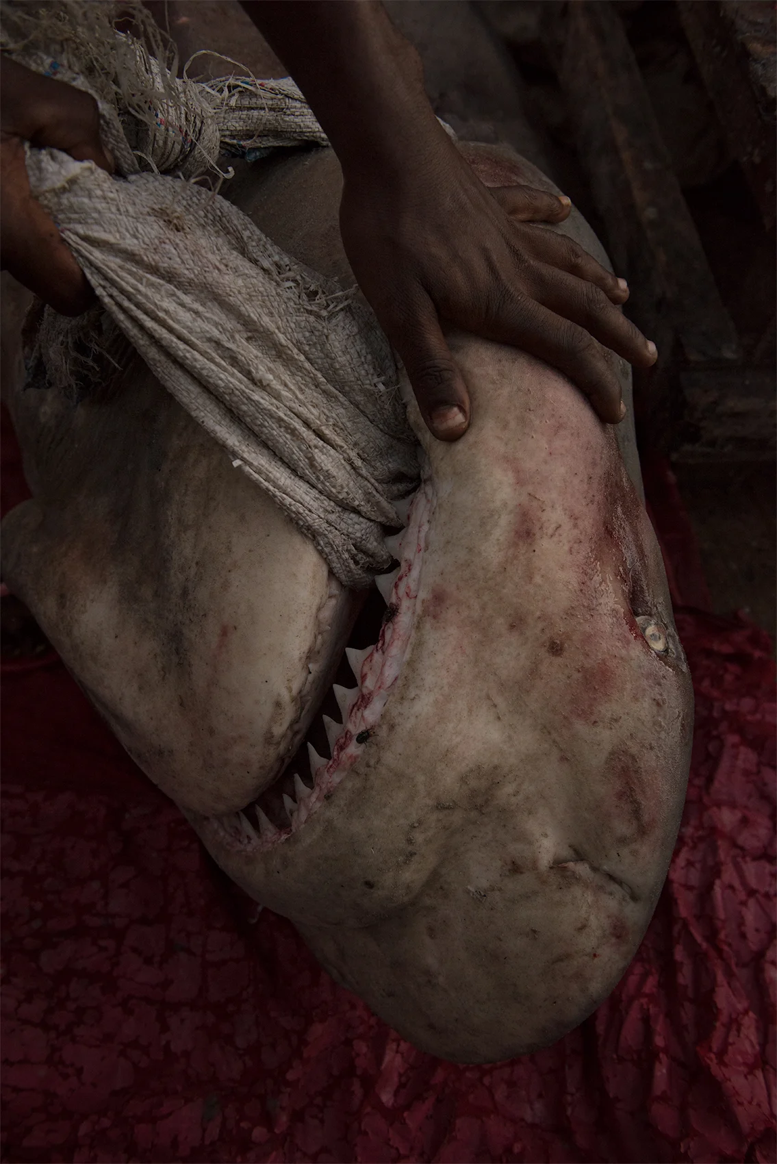Shark, fish market in Dar Es Salaam, Tanzania