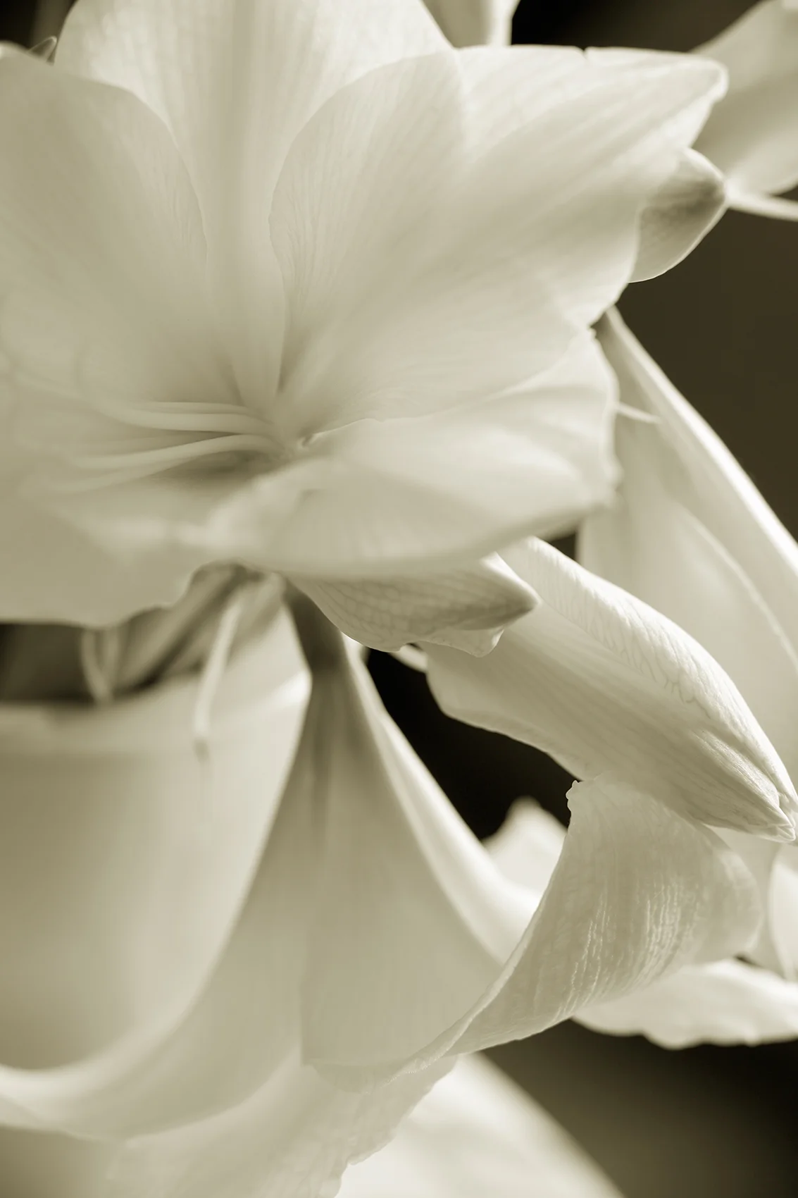 _-_J7S3753-bw.jpg