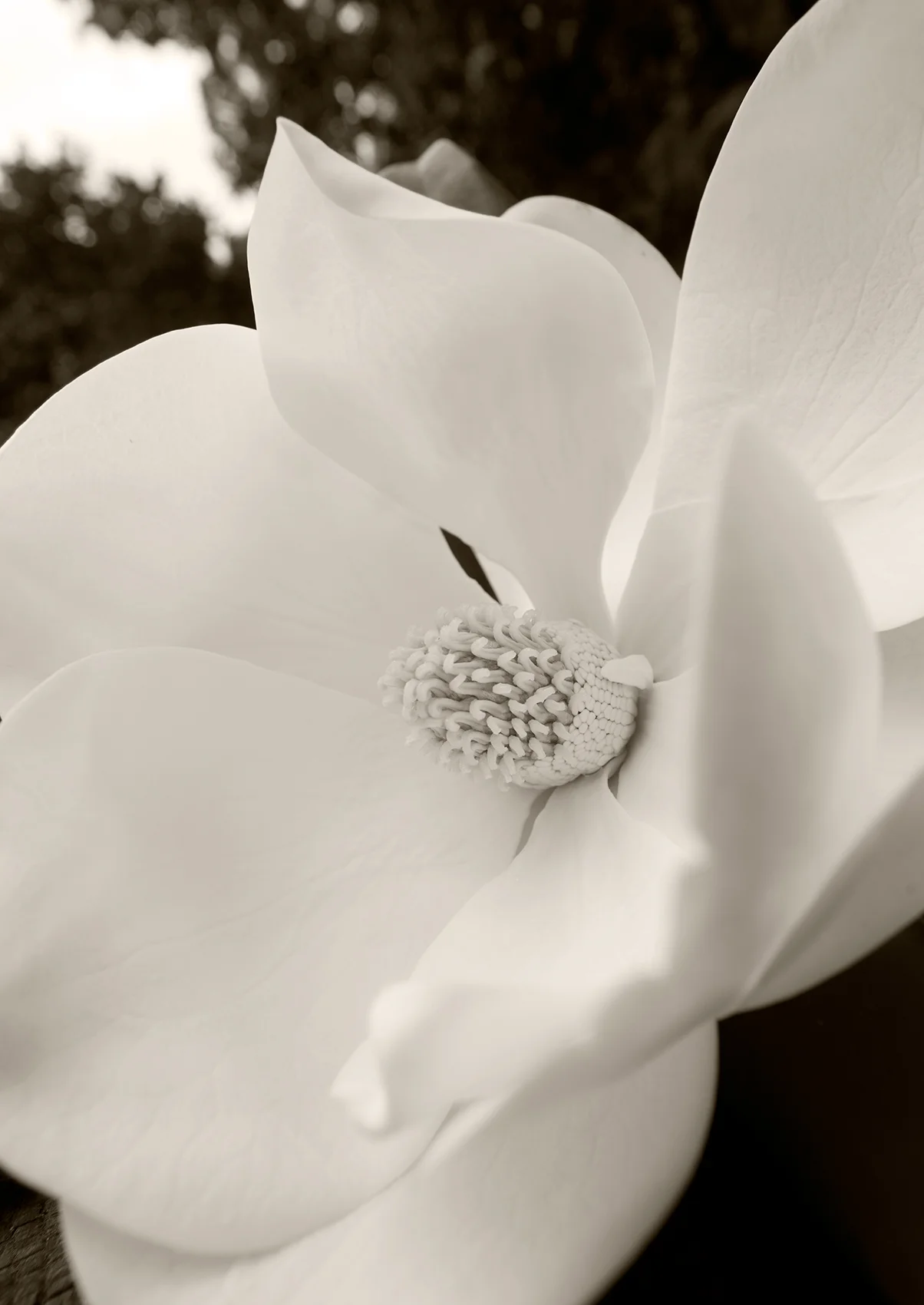 _magnolia-DSC9507.jpg