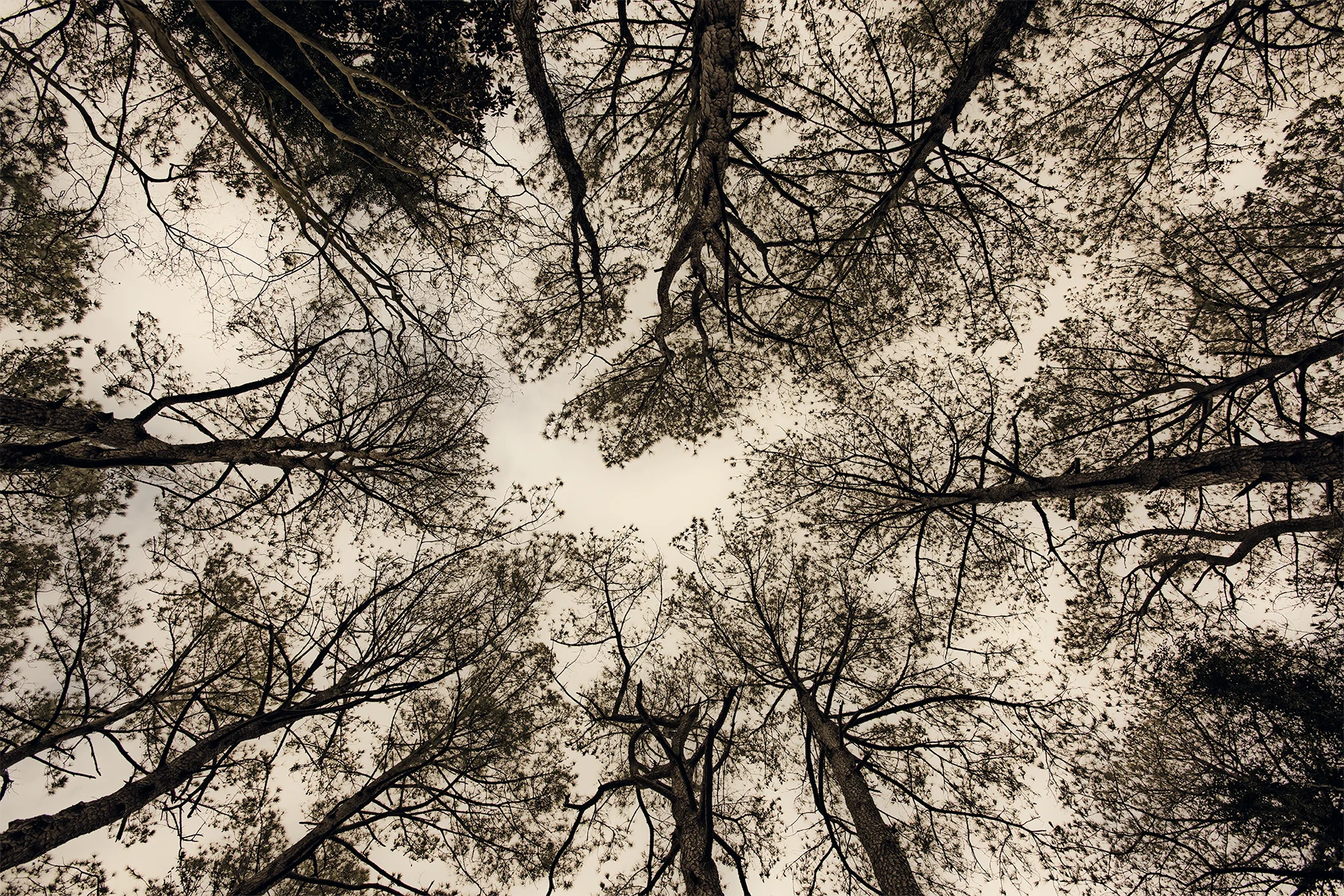 Trees, the Eastern Shore, Virginia