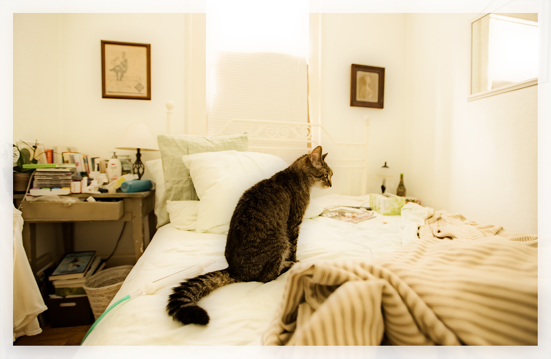 Getting used to change, my sister's cat.