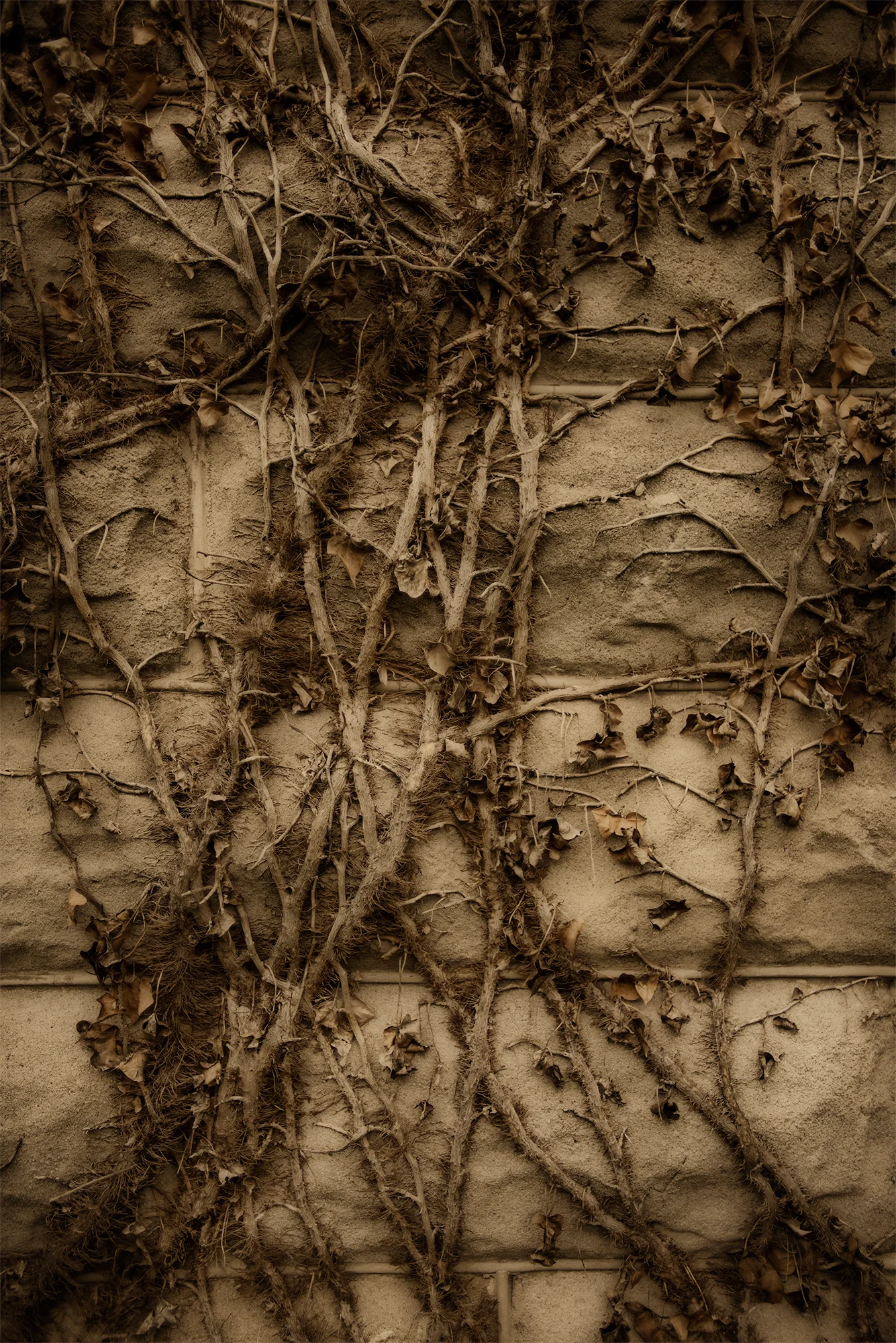 Ivy on the house, Onancock on the shore