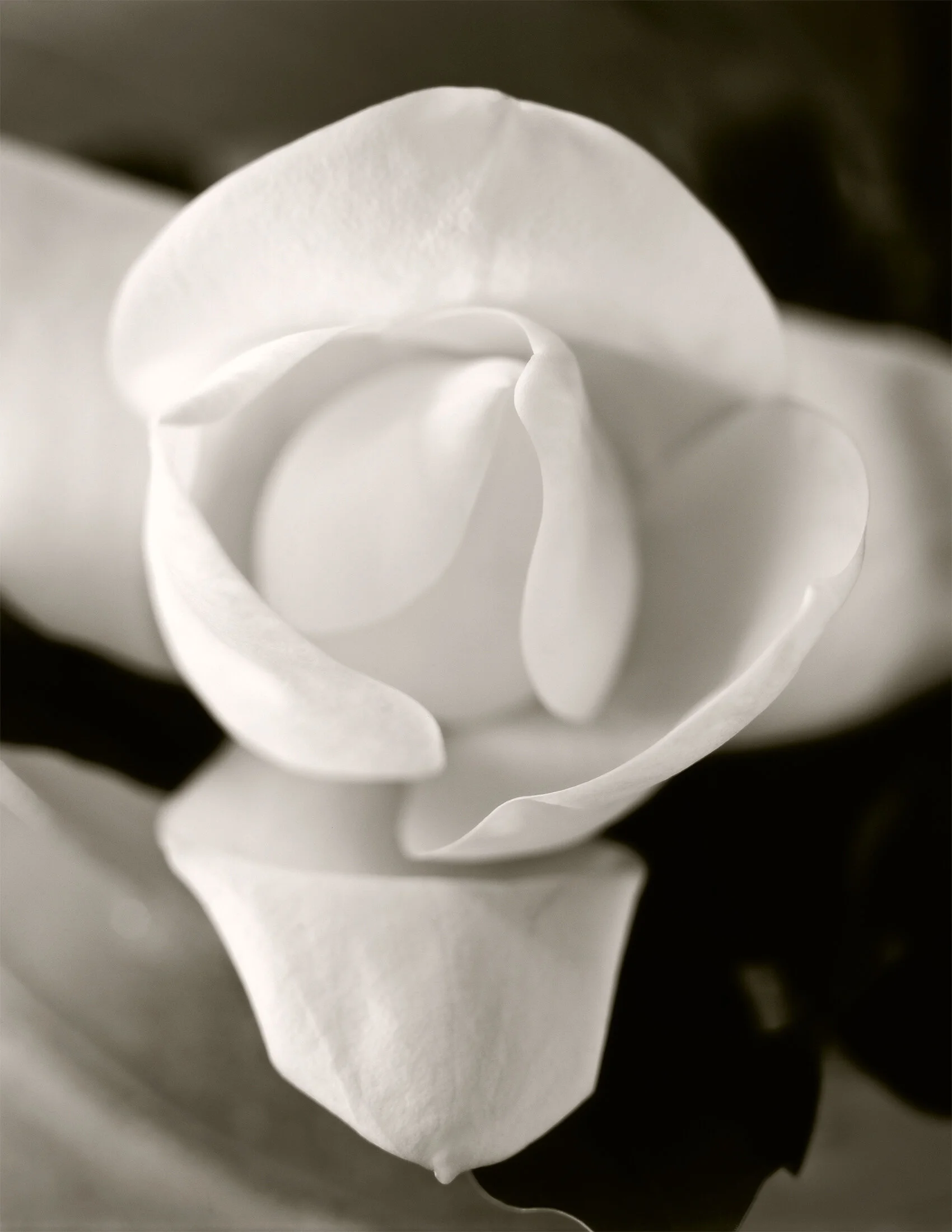 FINALmagnolia-02-flat.jpg
