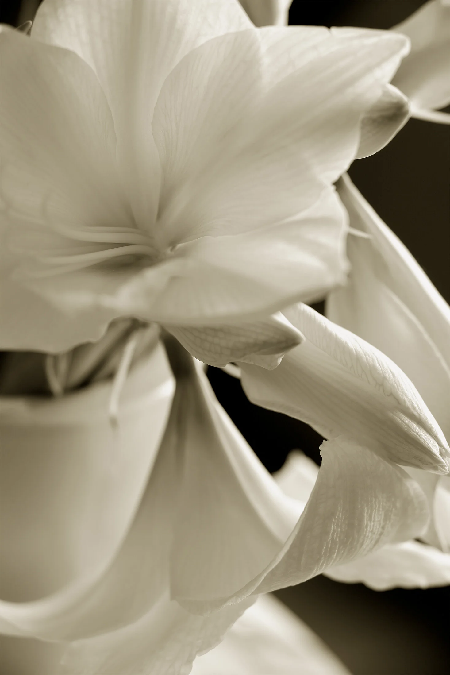 _-_J7S3753-bw.jpg