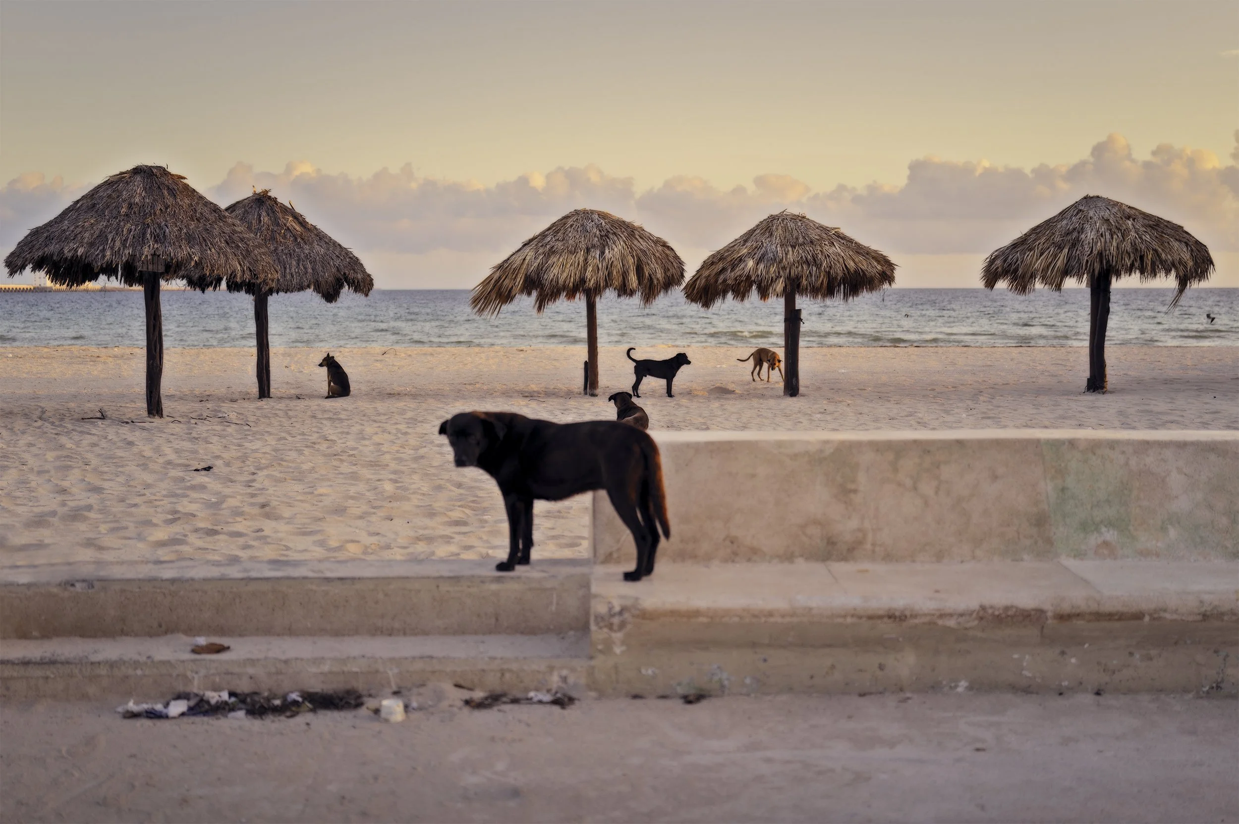five dogs in Mexico