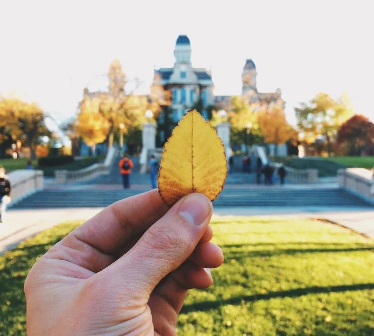 n this photo, I tapped on the leaf to set the focus and dragged the exposure down to prevent the building from being blown out.