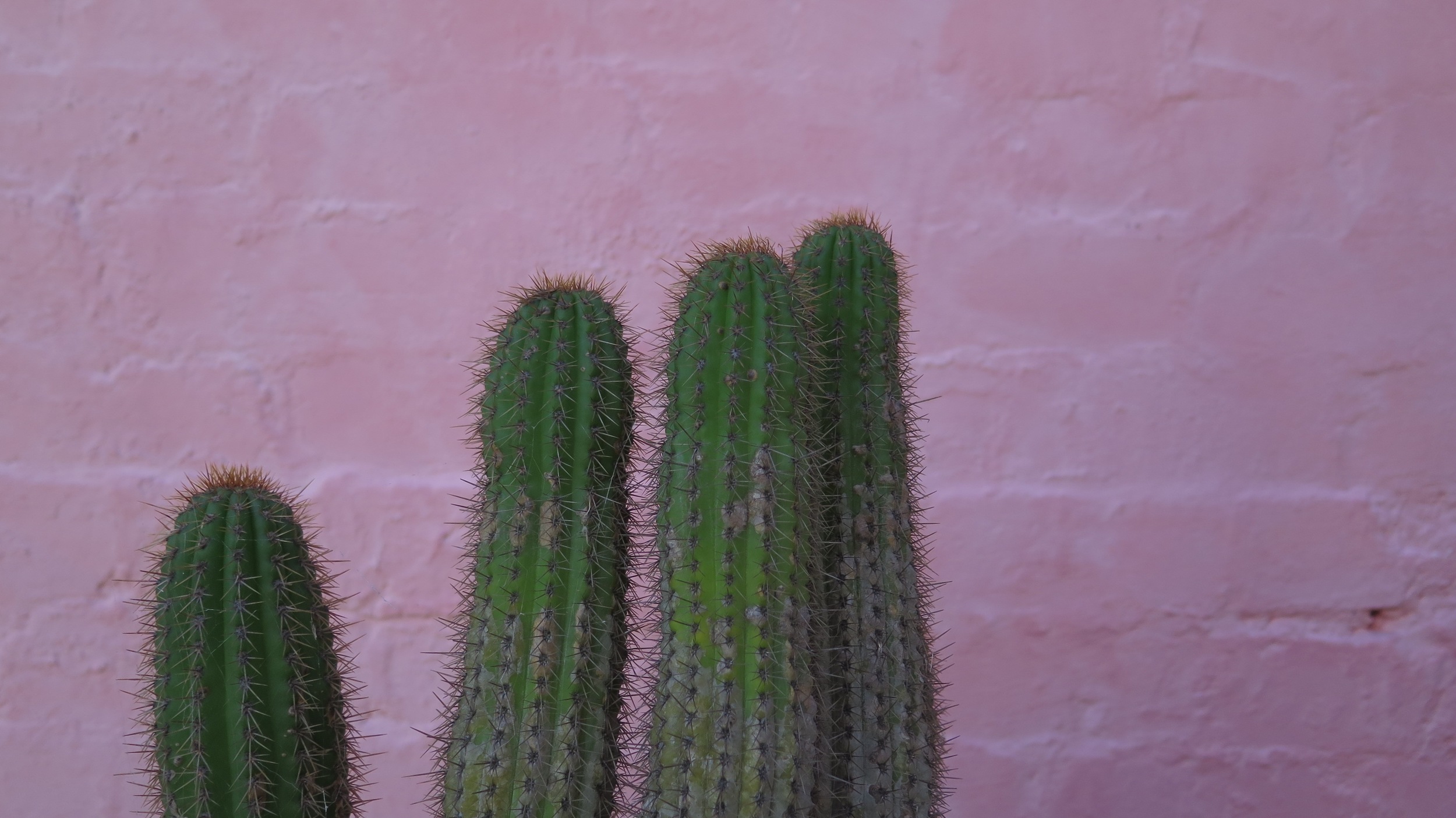 cactus.jpg