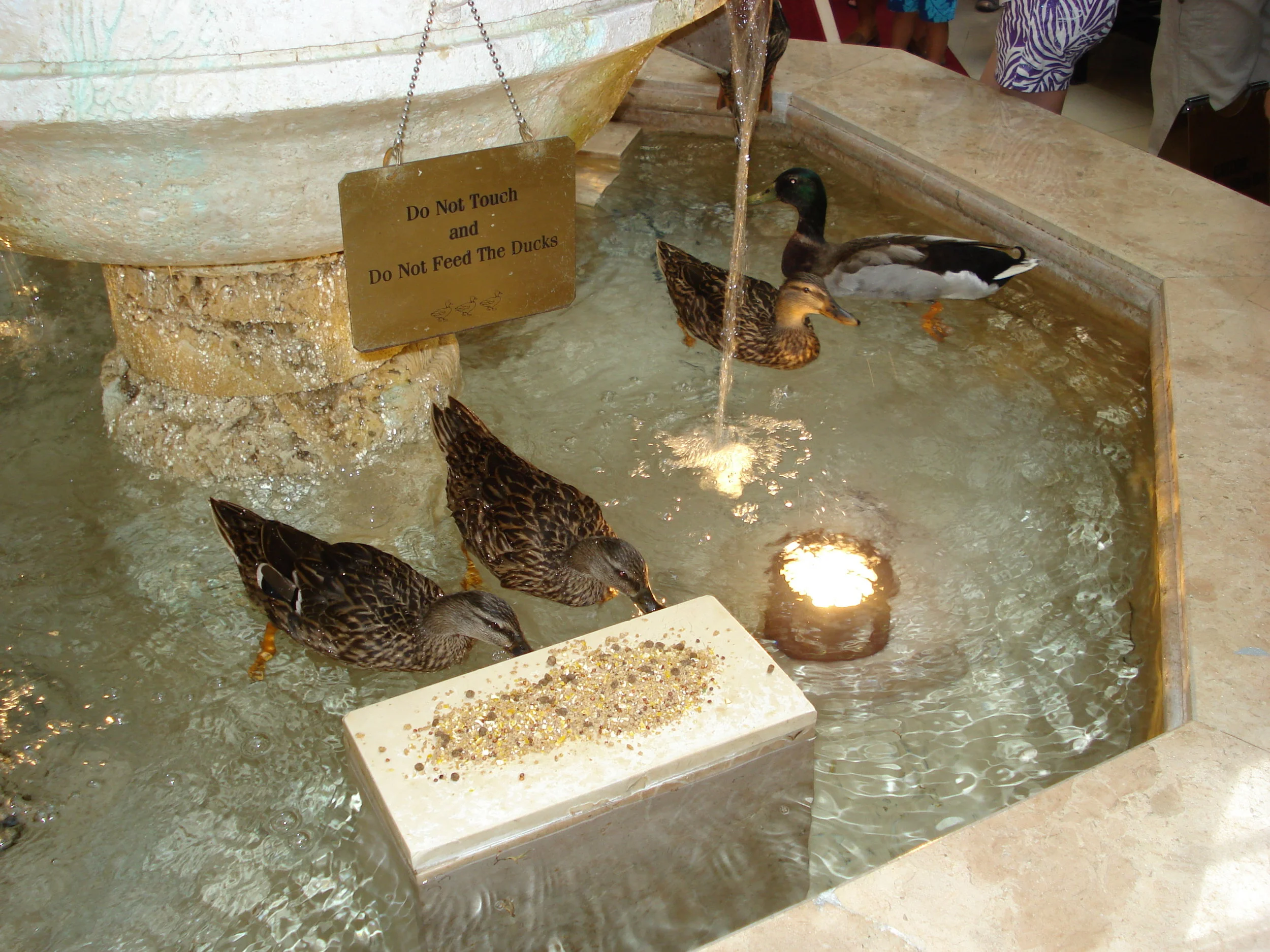 Miami-The Peabody 5b.JPG