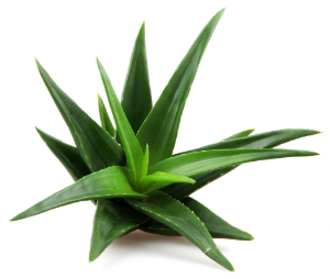 Aloe-1.png