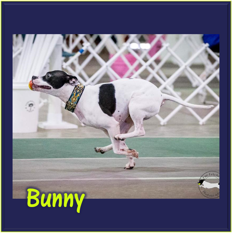 Bunny!.png