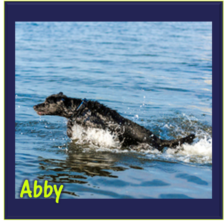 Abby.png