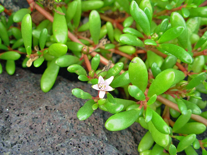 Edible salt-tolerant plants like this Sea Purslane are perfect for aquaponic systems and chef's kitchens alike. 