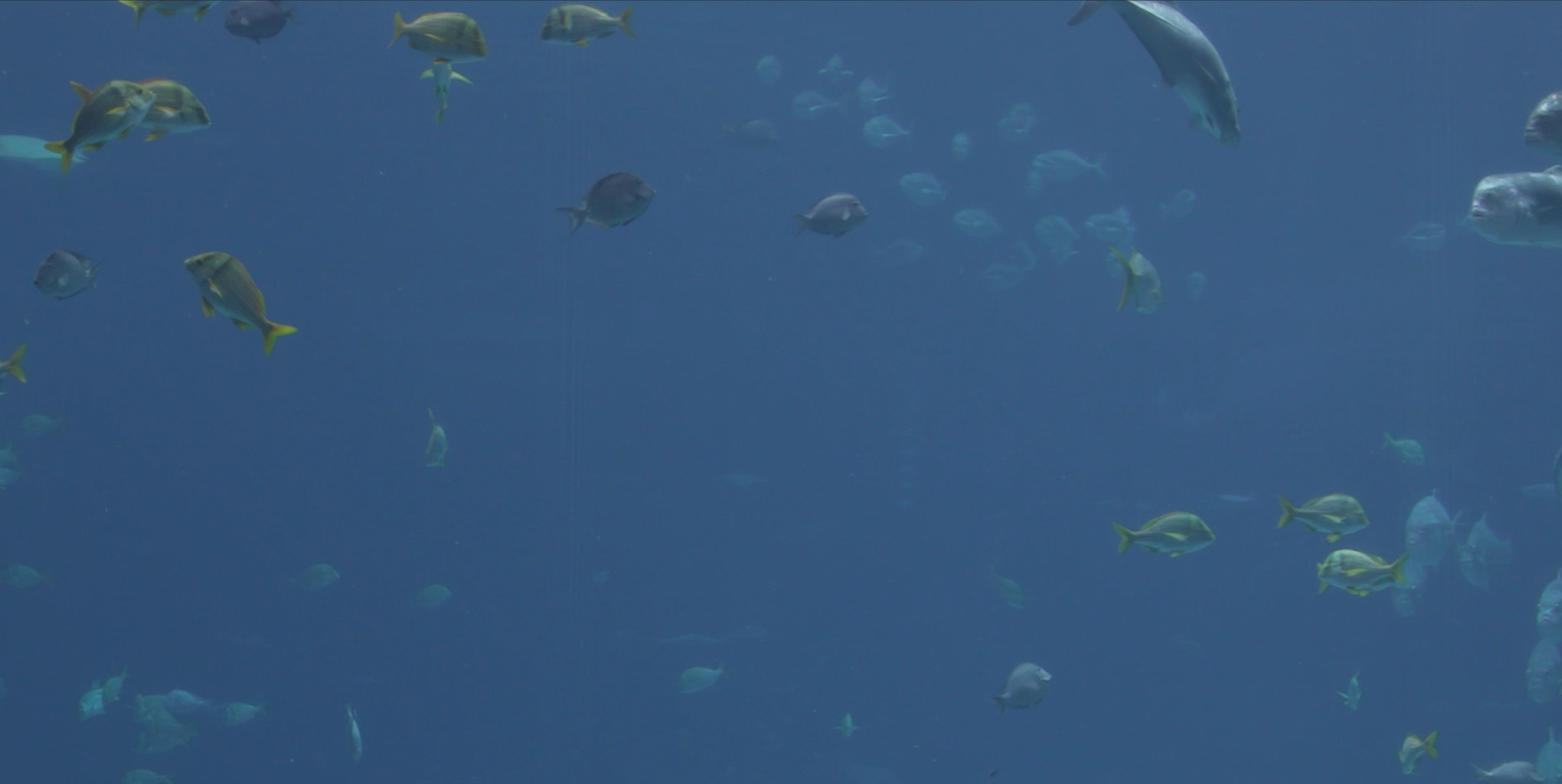Ocean Insight.png