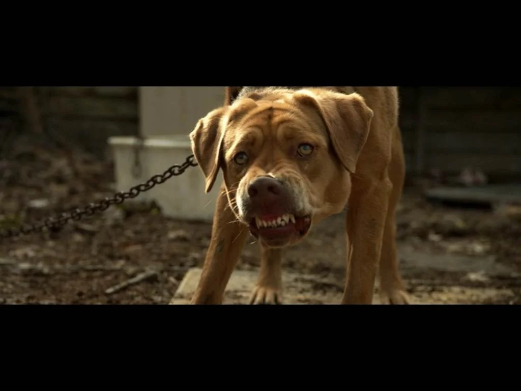 What happens when you shoot a dog up with drugs, sharpen his teeth, and beat him regularly ... an allegory for the Hungarian people?