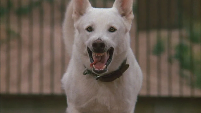 Can't nobody can unlearn a dog
