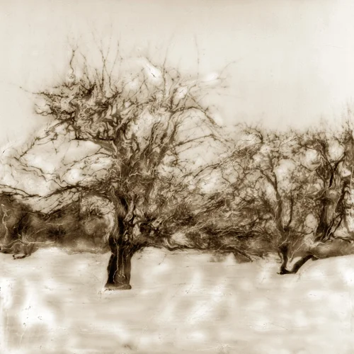 WINTERTREES.jpg