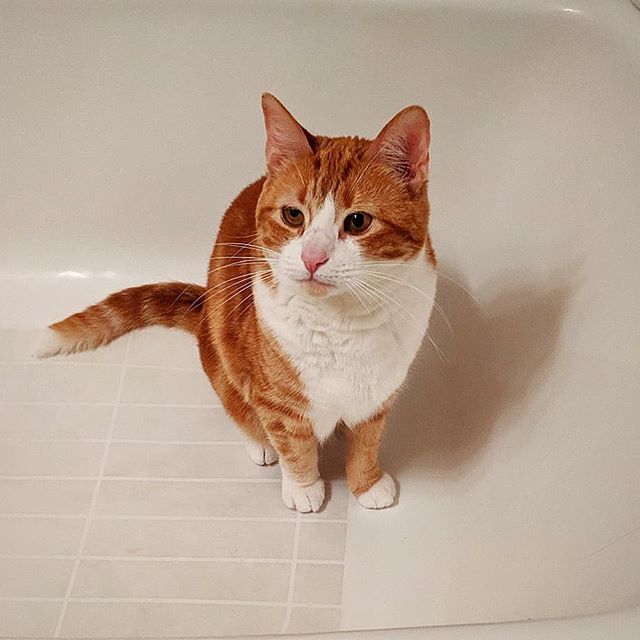 Rub.a.dub.dub. Cat in the tub.
#logothekitty #catstagram #icup #pqphaus