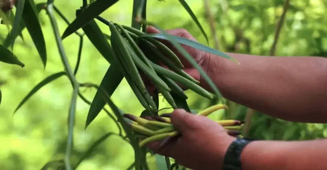 niue-vanilla-farming-coconet-tv-01-2025-03-24-food-1110x577.webp