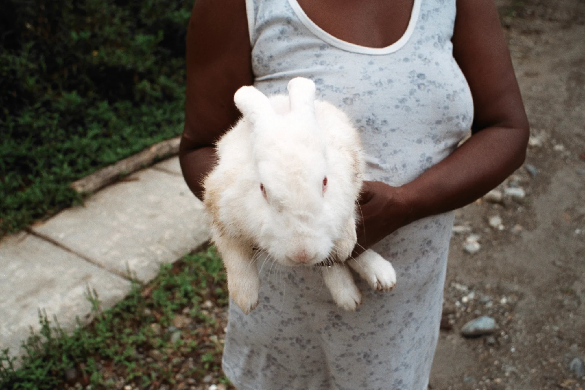 RabbitCarrier-GabriellaSonabend.jpg