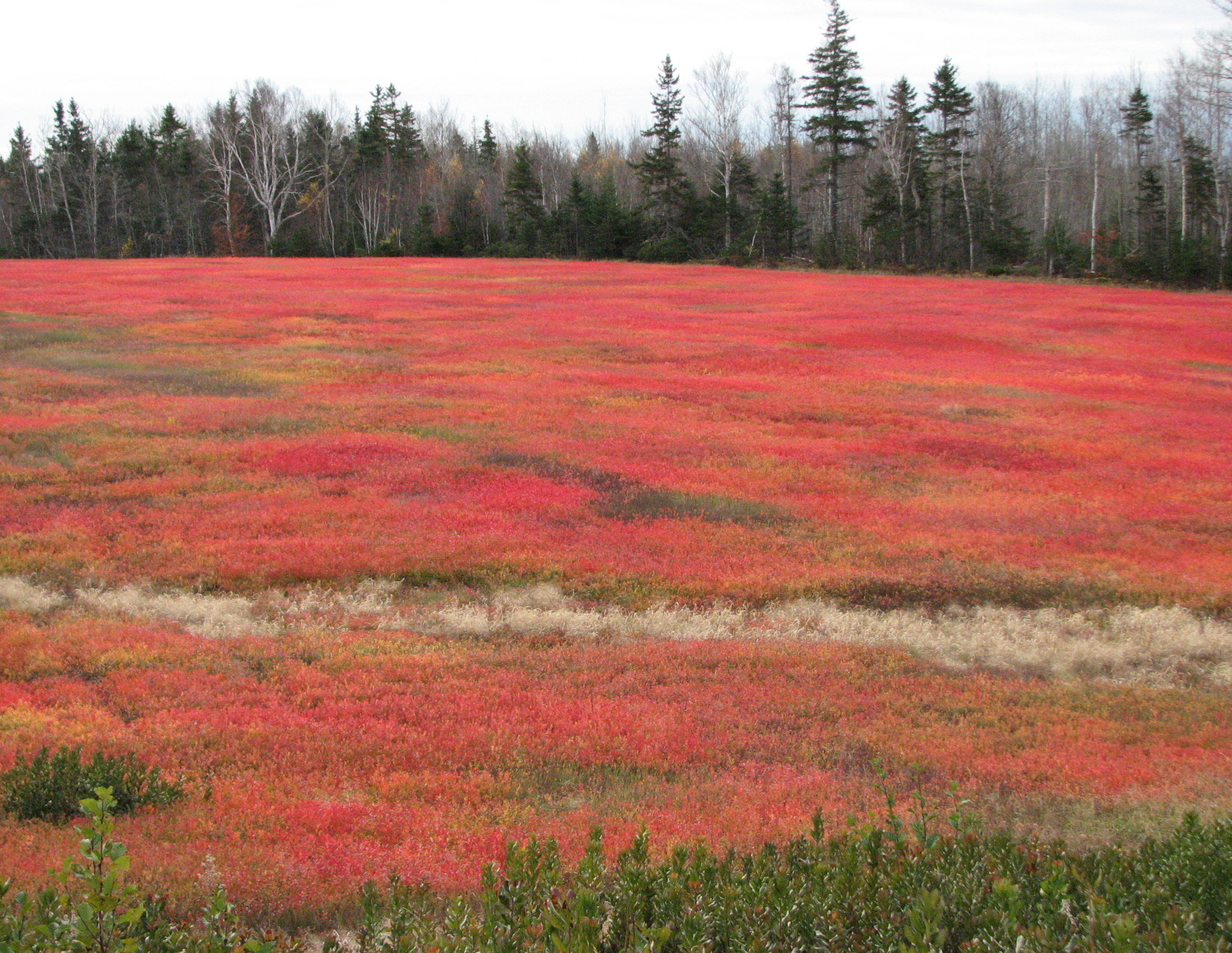 Field_Prince Edward Island.jpg