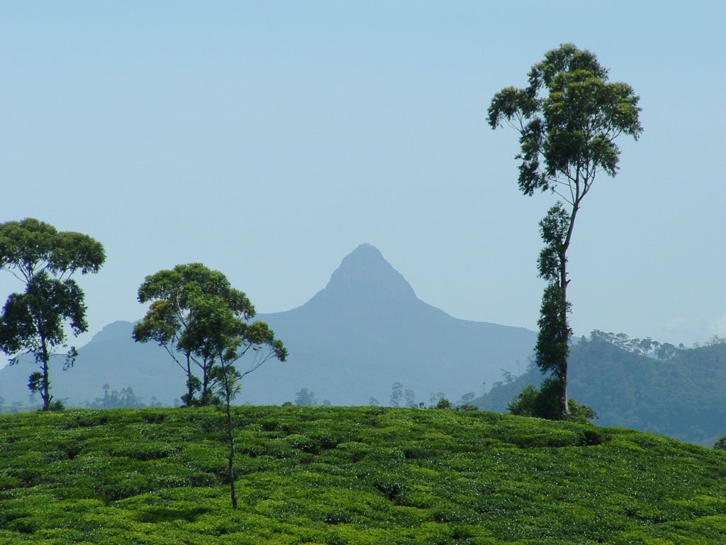  Adam's Peak    Sri Lanka  