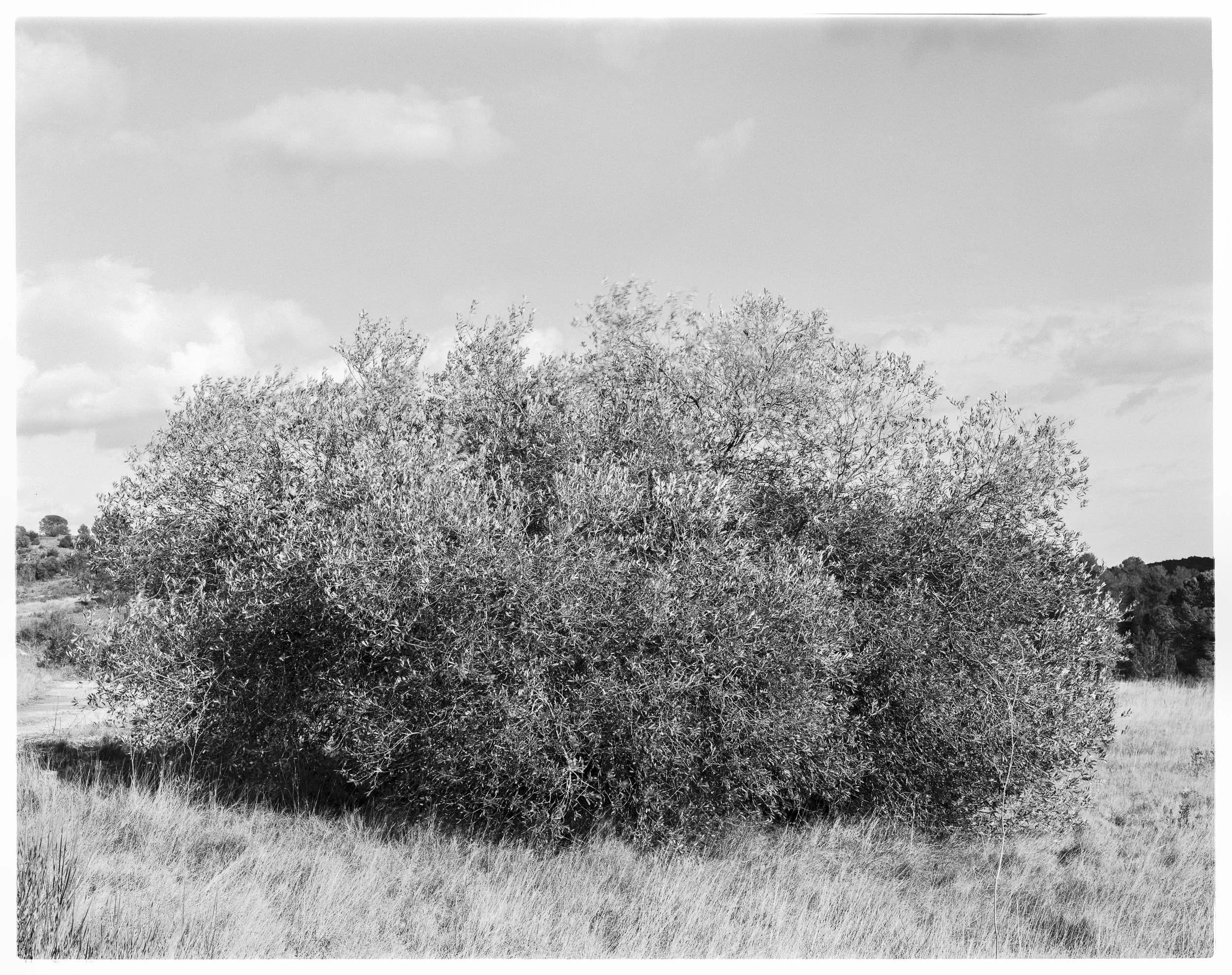 Olivier sauvage, Villegly, Occitanie, France