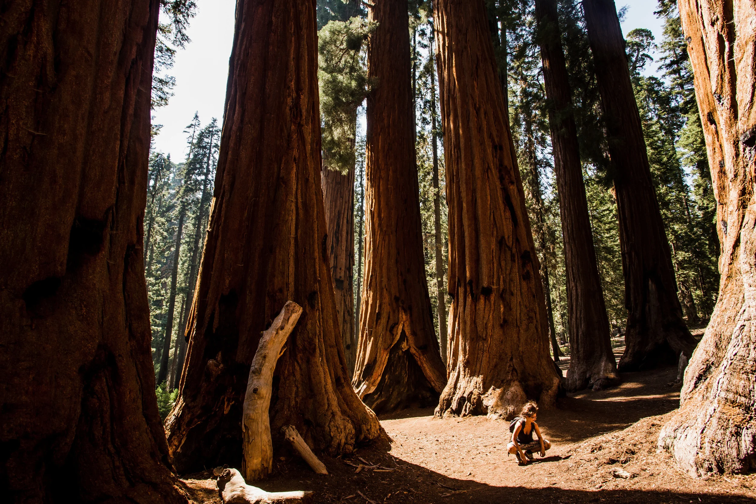 Sequoia national park