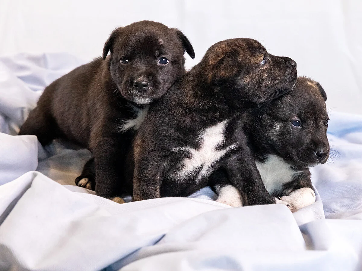 Puppies - 1 - MED RES.jpg