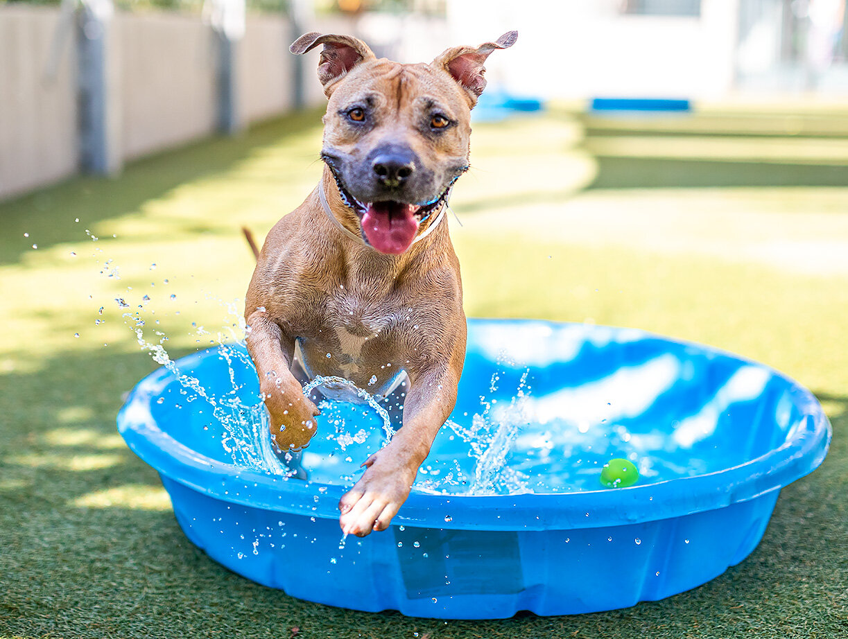 Post #2 - Webinar Q&amp;A Followup - Tips for photographing active pets?