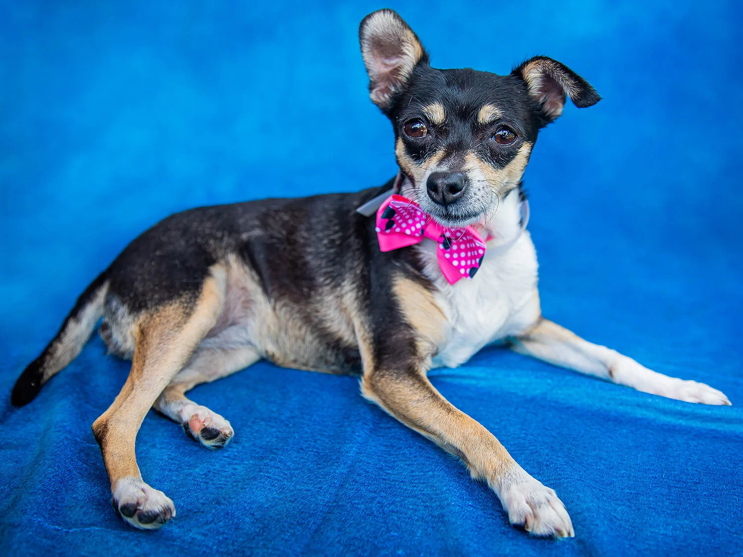 Post #7 - How to get a good photo of a timid dog in a kennel