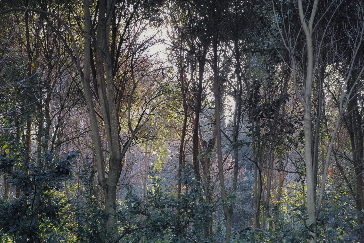 GARDÉ COLLECTIVE 3rd ANNIVERSARY "SHARE SENES Ⅳ" 