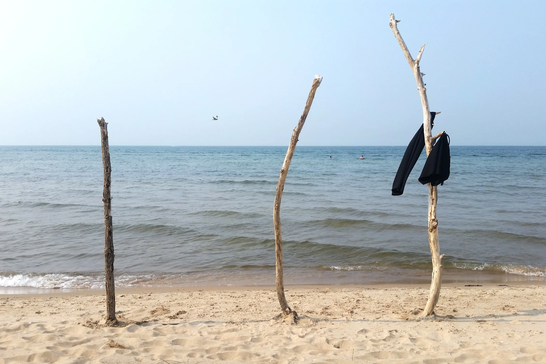 beachtrees.jpg