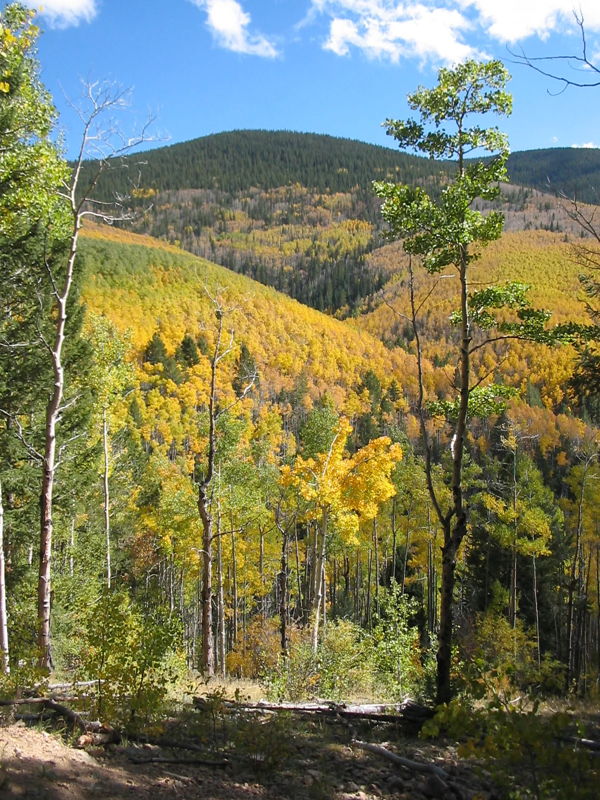 FIOREIMAGE LANDSCAPE