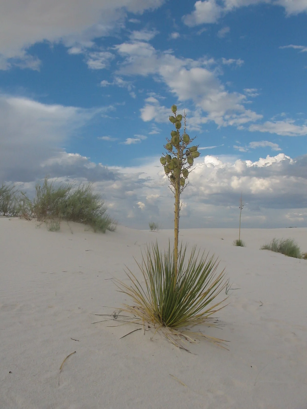 FIOREIMAGE LANDSCAPE