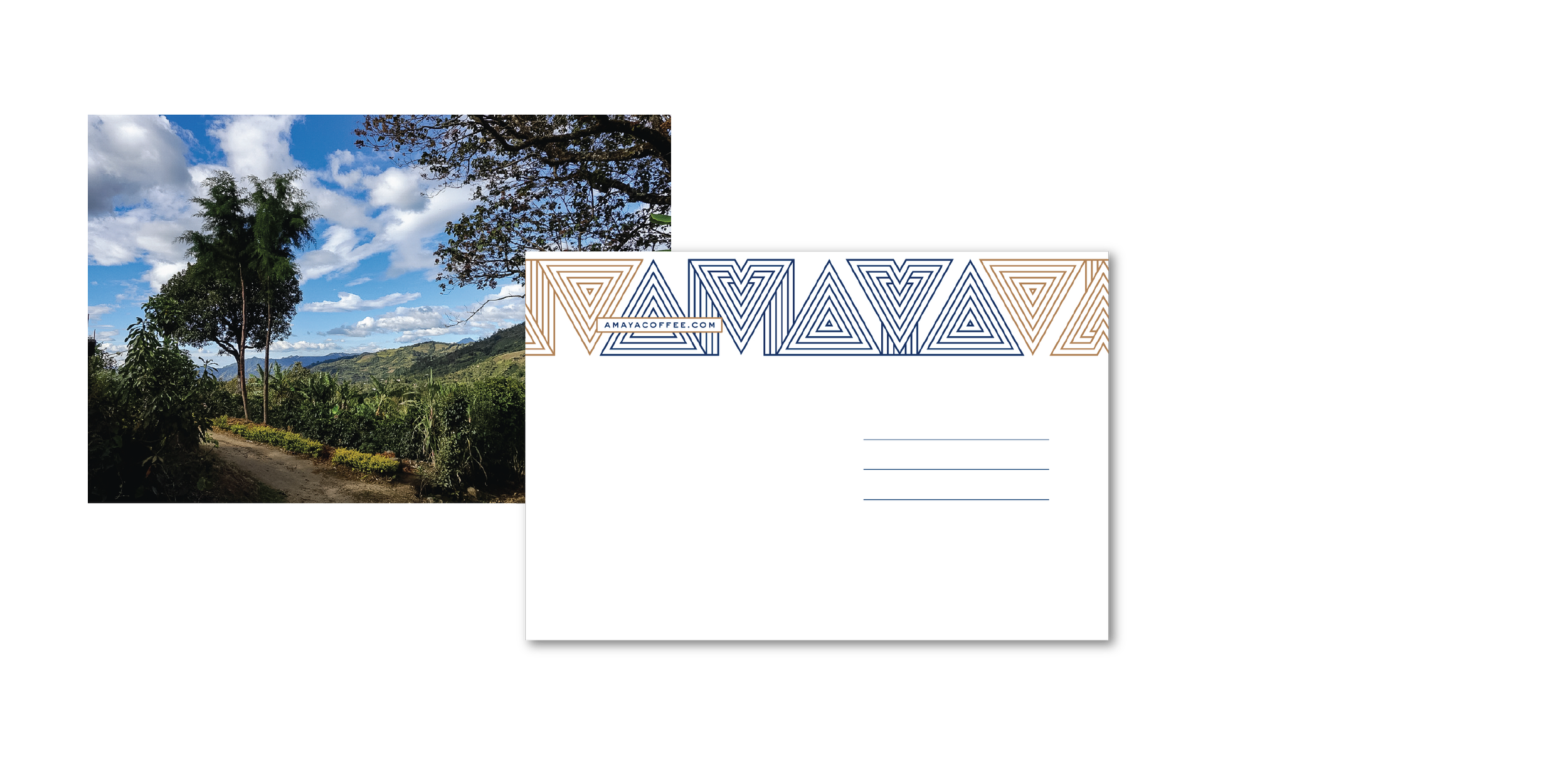 AMAYA-03.png