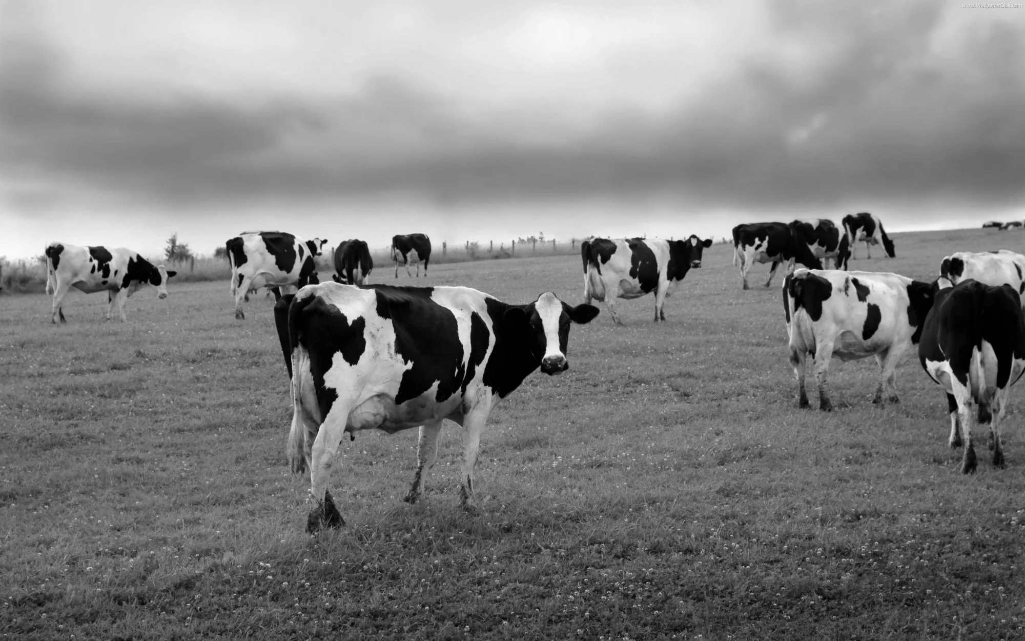 Cows-in-field-1.jpg