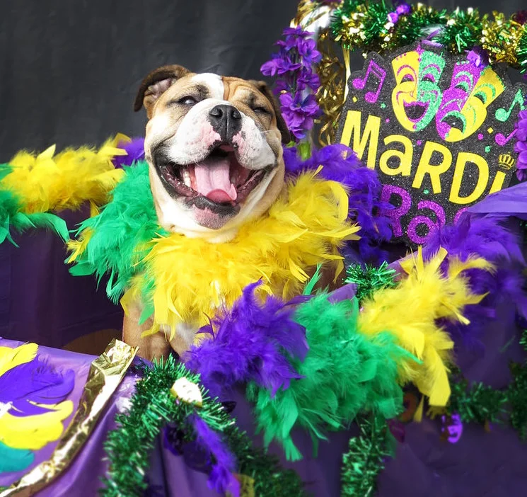 Mardi Gras Goes to the Dogs