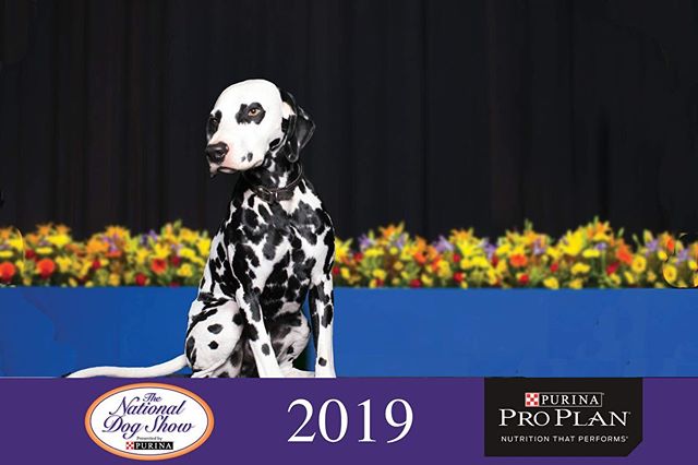 Dalmatian or cute cow? 🐄 Be sure to tune into the #NationalDogShow on @nbc this Thanksgiving! Here are a few photos of this year&rsquo;s @purina booth.

#thanksgiving #thanksgivingtradition #purina #proplan #dogsofinstagram #dalmation #event #eventm