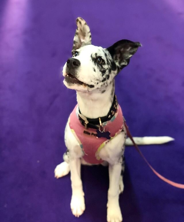 Meet the newest member of the @purina @proplan Performance Team, Mia! 💕 #catahoula #rescuedog  #wkcdogshow #dogsofinstagram #westminsterdogshow #westminsterweek