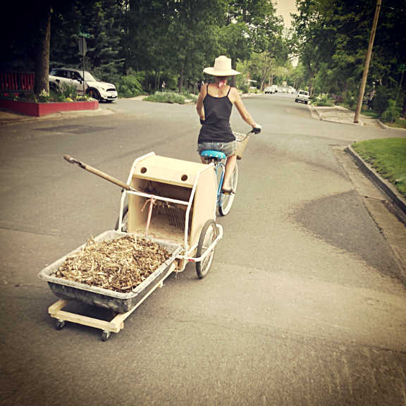 Biking a load of wood chip mulch to one of the neighbor plots