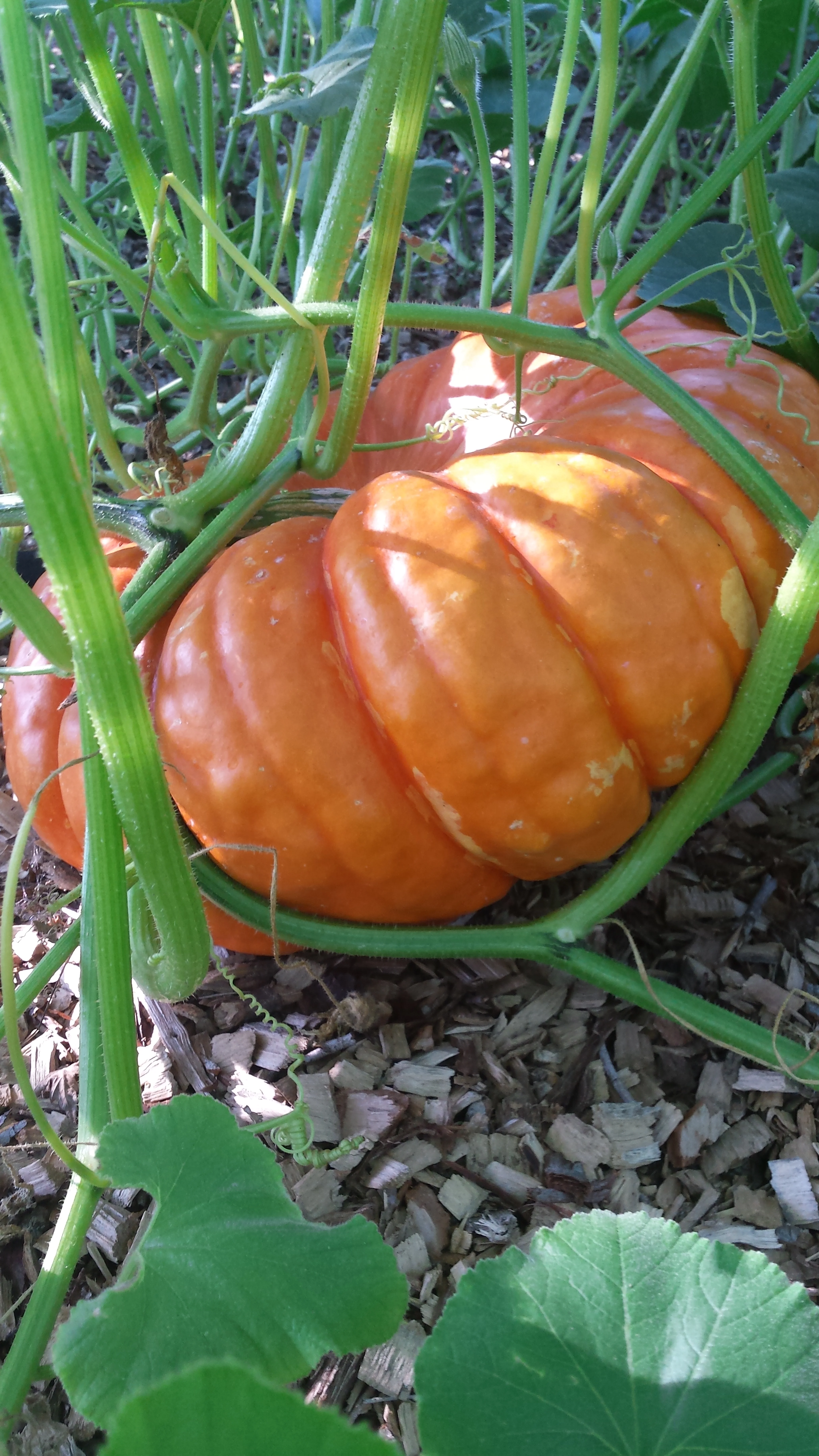 One of our french baking pumpkins at the neighbor garden