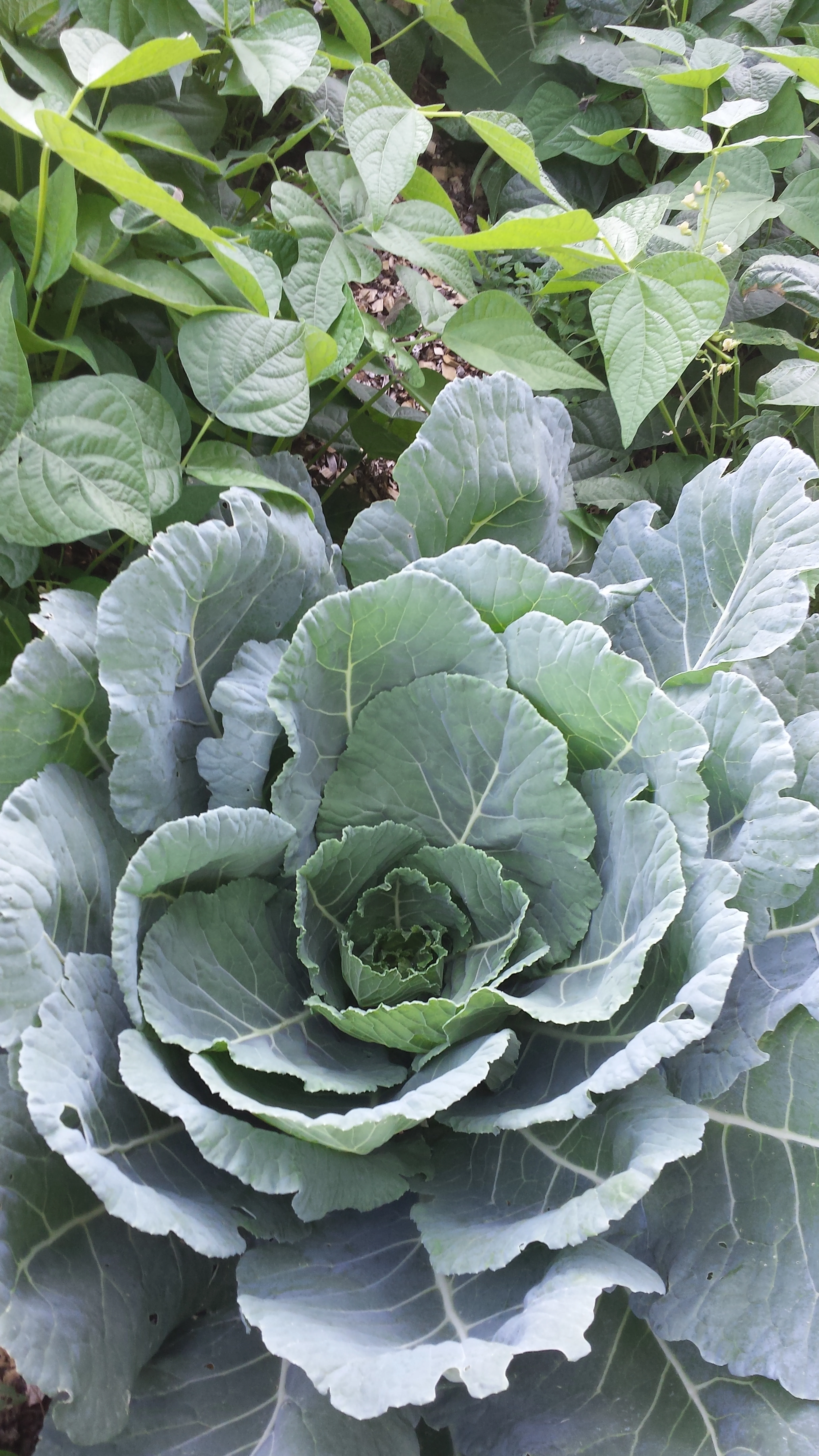 Collards and bush beans thriving