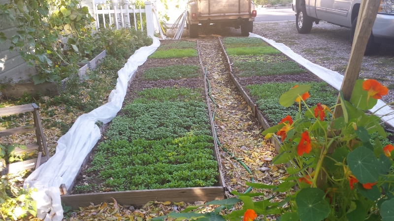 Winter greens in October - off to a good start (before the deep freeze in November)